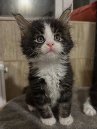 Entzückende Maine-Coon-Kätzchen suchen ein neues Zuhause