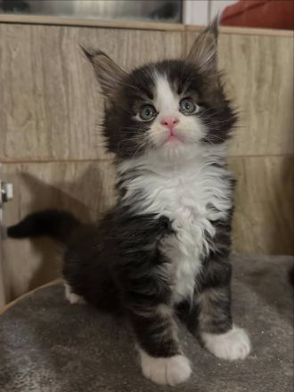Entzückende Maine-Coon-Kätzchen suchen ein neues Zuhause