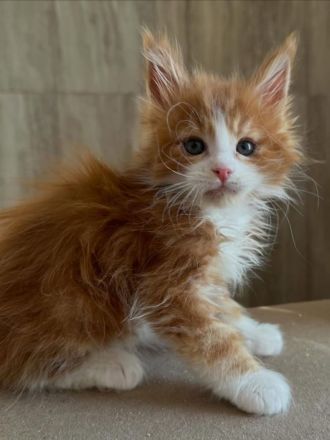 Entzückende Maine-Coon-Kätzchen suchen ein neues Zuhause