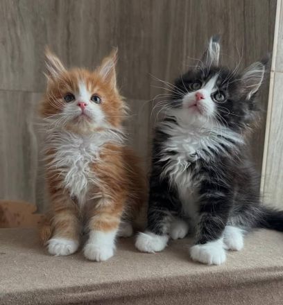 Entzückende Maine-Coon-Kätzchen suchen ein neues Zuhause