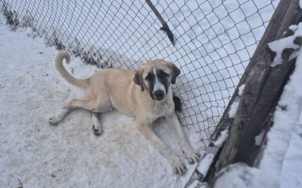 Stattlicher Rüde Harry Pawter mit sanftem Gemüt