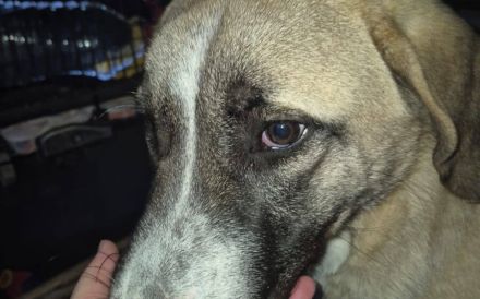 Stattlicher Rüde Harry Pawter mit sanftem Gemüt