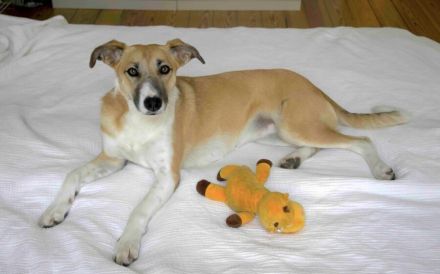 Aktive und sportliche Ellie sucht liebevolle Familie