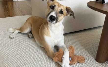 Aktive und sportliche Ellie sucht liebevolle Familie