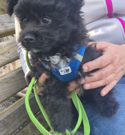 PUDEL- Chihuahua MIX WELPEN, genannt Chipoo