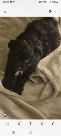 PUDEL- Chihuahua MIX WELPEN, genannt Chipoo