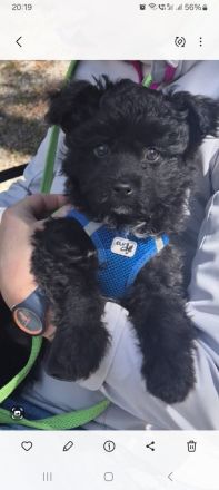 PUDEL- Chihuahua MIX WELPEN, genannt Chipoo