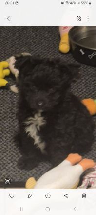 PUDEL- Chihuahua MIX WELPEN, genannt Chipoo
