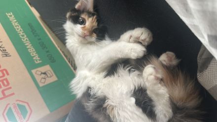 Maine Coon/ Sibirische Waldkatze