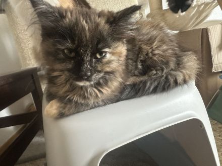 Maine Coon/ Sibirische Waldkatze