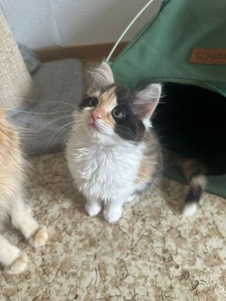Maine Coon/ Sibirische Waldkatze