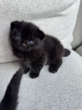 BKH Kitten