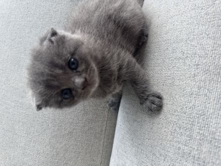 BKH Kitten