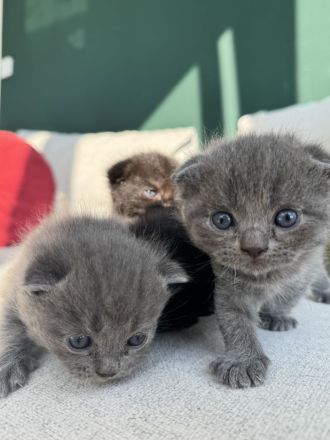 BKH Kitten