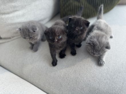 BKH Kitten