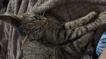Hauskatze Sunny