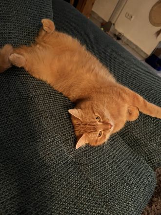 EKH Kitten männlich rot