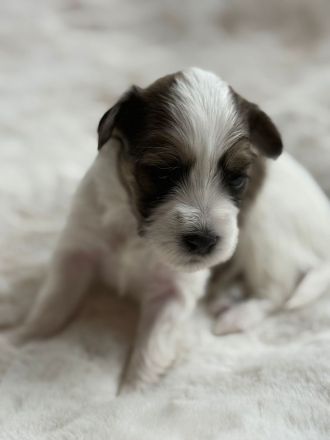 Biewer Morkie Welpen
