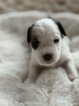 Biewer Morkie Welpen