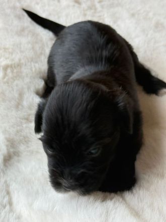 Biewer Morkie Welpen