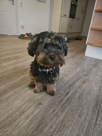Biewer Morkie Welpen