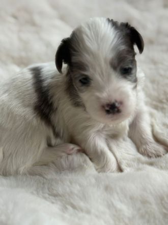 Biewer Morkie Welpen