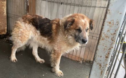 Stattlicher Senior Nacho sucht Alterswohnsitz