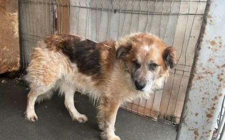 Stattlicher Senior Nacho sucht Alterswohnsitz