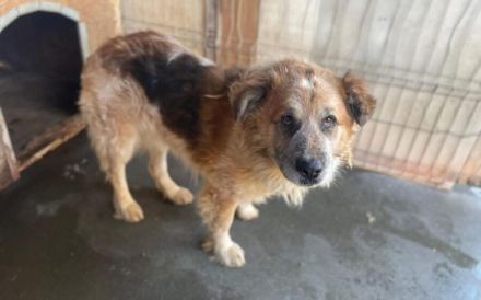 Stattlicher Senior Nacho sucht Alterswohnsitz