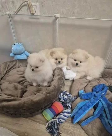 Pomeranian