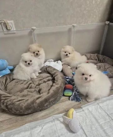 Pomeranian