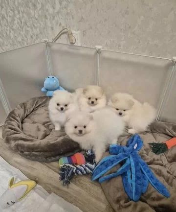 Pomeranian