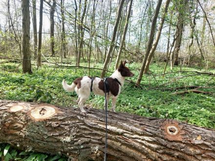 Cleo - kleine Terrierseele mit großem Herzsucht Zuhause