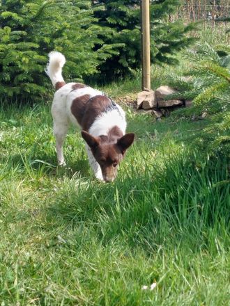 Cleo - kleine Terrierseele mit großem Herzsucht Zuhause