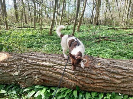 Cleo - kleine Terrierseele mit großem Herzsucht Zuhause