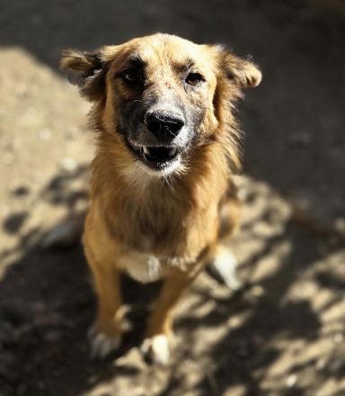 Griffin, Lebensfreude pur sucht aktive Menschen! 2,5 J, 55cm