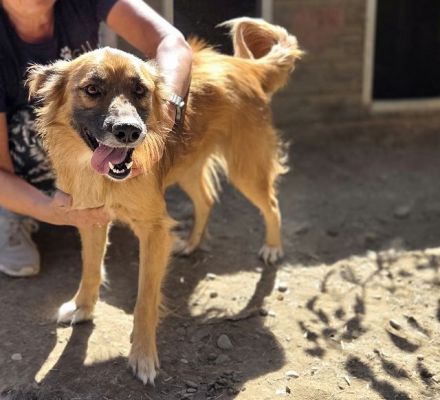 Griffin, Lebensfreude pur sucht aktive Menschen! 2,5 J, 55cm