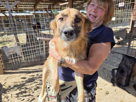 Griffin, Lebensfreude pur sucht aktive Menschen! 2,5 J, 55cm