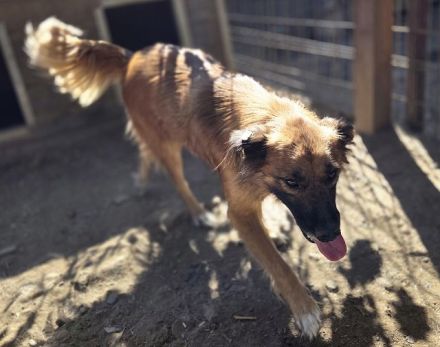 Griffin, Lebensfreude pur sucht aktive Menschen! 2,5 J, 55cm