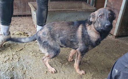 Orlando, ein kleiner Gentleman auf vier Pfoten, 1J, 46 cm