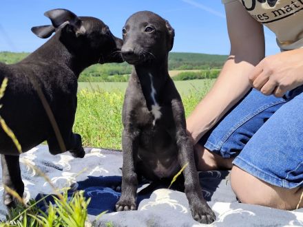 Whippet Welpen