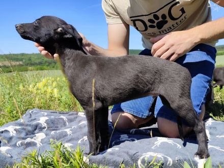 Whippet Welpen