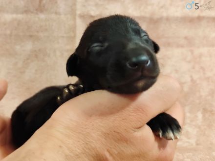 Whippet Welpen