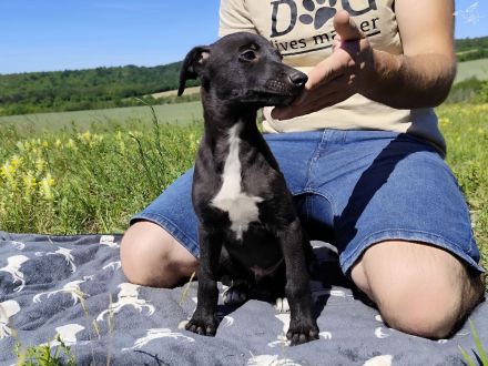 Whippet Welpen