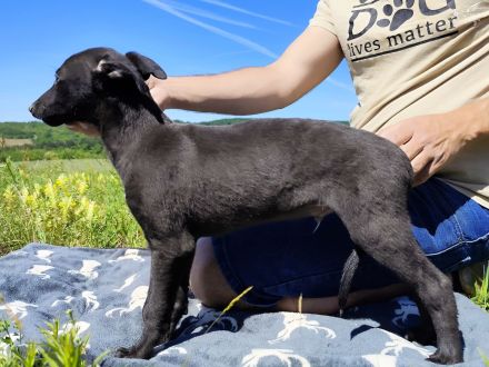 Whippet Welpen