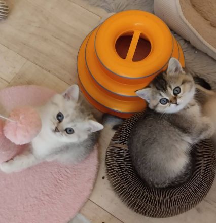 Zauberhafte BKH Kitten aus Hobbyzucht mit Stammbaum silver tabby, black golden und golden point