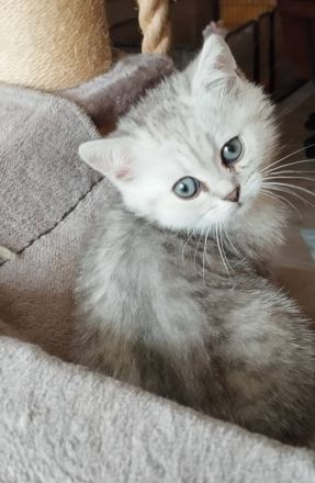 Zauberhafte BKH Kitten aus Hobbyzucht mit Stammbaum silver tabby, black golden und golden point