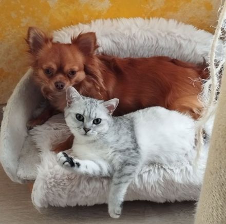 BKH Kitten(Jungs) aus liebevoller Hobbyzucht, mit Papieren,black silver tabby, suchen Kuschelplatz
