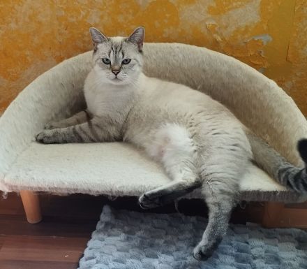 Zauberhafte BKH Kitten aus Hobbyzucht mit Stammbaum silver tabby, black golden und golden point