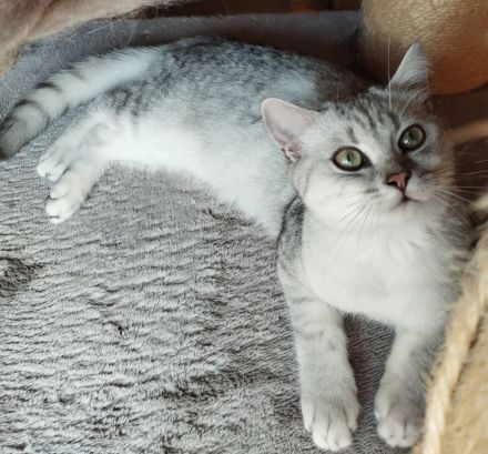 BKH Kitten(Jungs) aus liebevoller Hobbyzucht, mit Papieren,black silver tabby, suchen Kuschelplatz